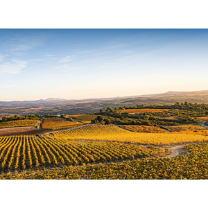 Domaine Sainte Léocadie Syrah