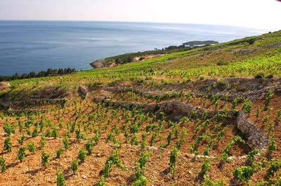 Skaramuča Horvátország szőlőbirtok