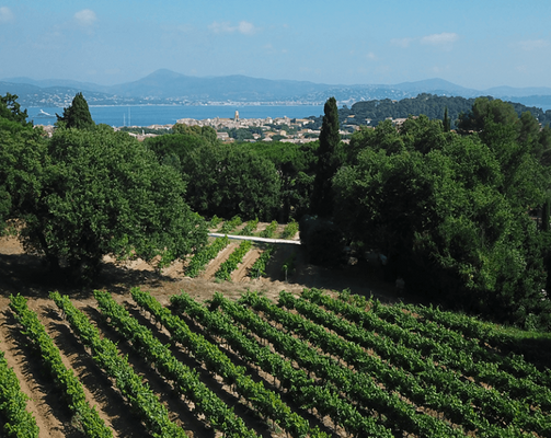 Torpez szőlő, Saint-Tropez
